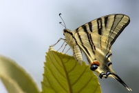 Le Flamb (Lpidoptre - Papilionidae - Iphiclides podalirius)